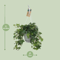 Hedera helix 'Groen' in Vaso da appendere Bianco - Ø17cm - 45↕cm