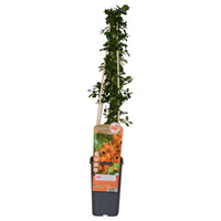 Pyracantha 'Soleil d'Or' - Ø15cm - ↕65cm