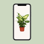 Load image into Gallery viewer, Dieffenbachia seguine &#39;Camilla&#39; - Ø12cm - ↕35cm
