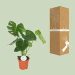 Carica l'immagine nel visualizzatore Galleria, Monstera deliciosa  - Ø17cm - ↕55cm
