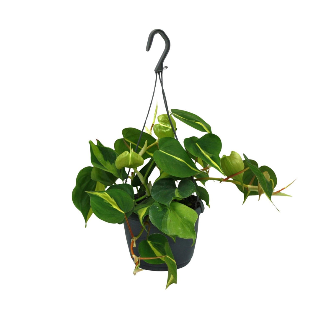 Philodendron scandens 'Brasil' - Ø15cm - ↕35cm