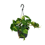 Philodendron scandens 'Brasil' - Ø15cm - ↕35cm