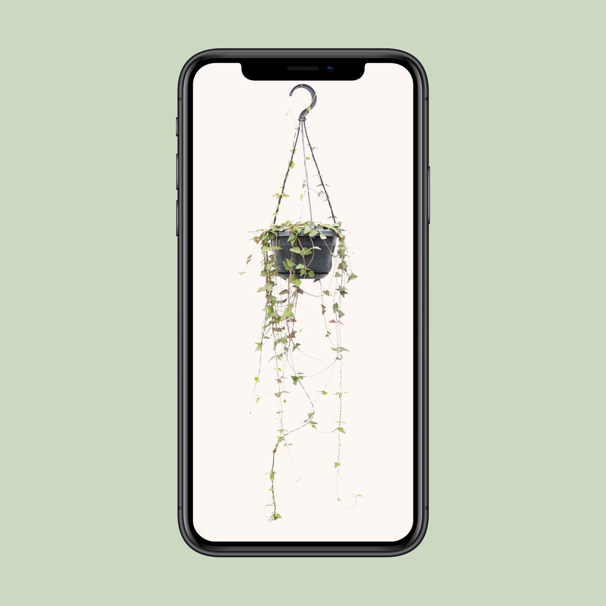 Ceropegia linearis 'Remy' - Ø14cm - ↕38cm