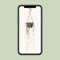 Ceropegia linearis 'Remy' - Ø14cm - ↕38cm