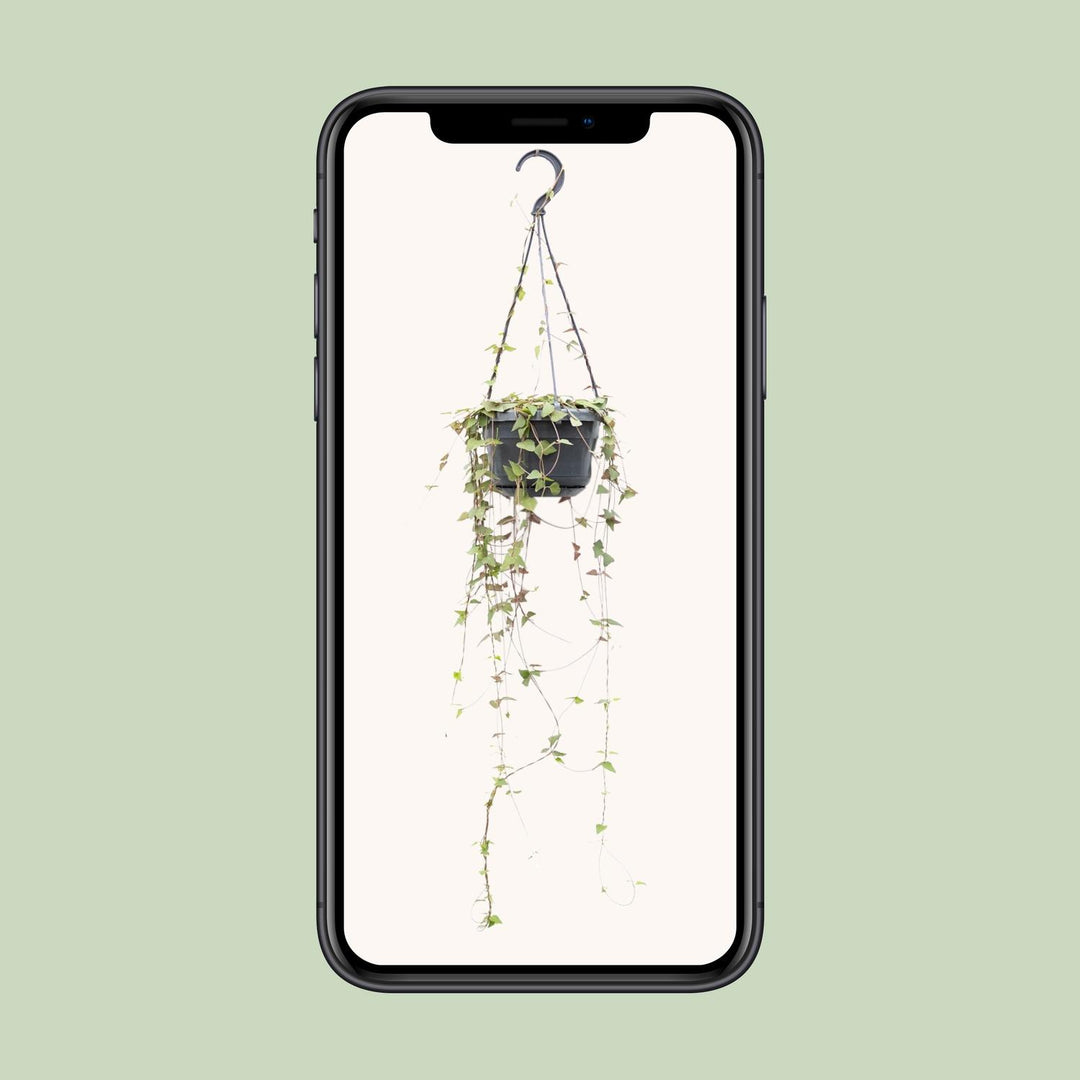 Ceropegia linearis 'Remy' - Ø14cm - ↕38cm