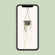 Ceropegia linearis 'Remy' - Ø14cm - ↕38cm