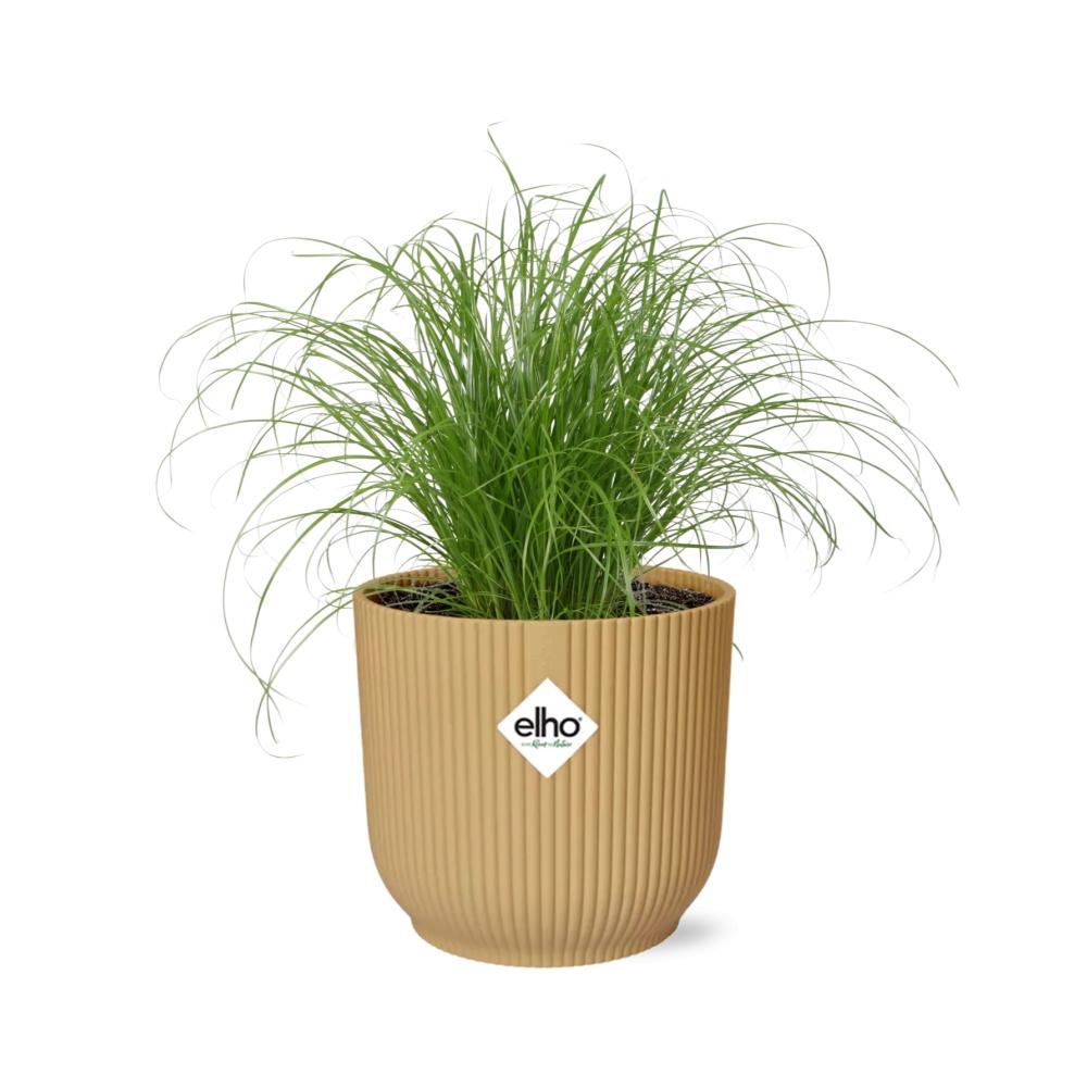 Cyperus alternifolius 'Zumula' in vaso ELHO Vibes Fold, Giallo, Ø14cm ↕25cm