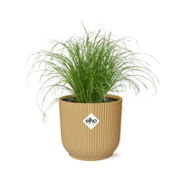 Cyperus alternifolius 'Zumula' in vaso ELHO Vibes Fold, Giallo, Ø14cm ↕25cm