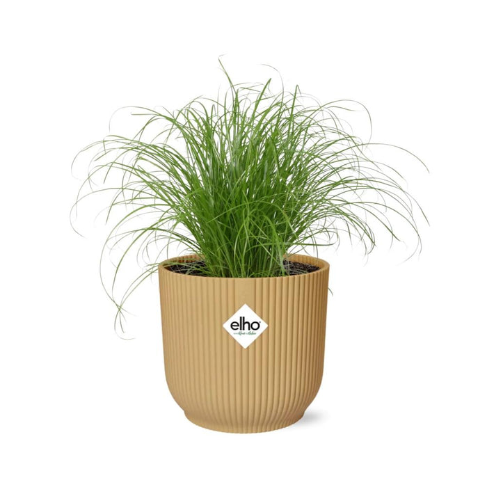 Cyperus alternifolius 'Zumula' in ELHO Vibes Fold, Yellow, Ø14cm ↕25cm