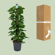 Epipremnum (Scindapsus) - Ø24cm - ↕120cm