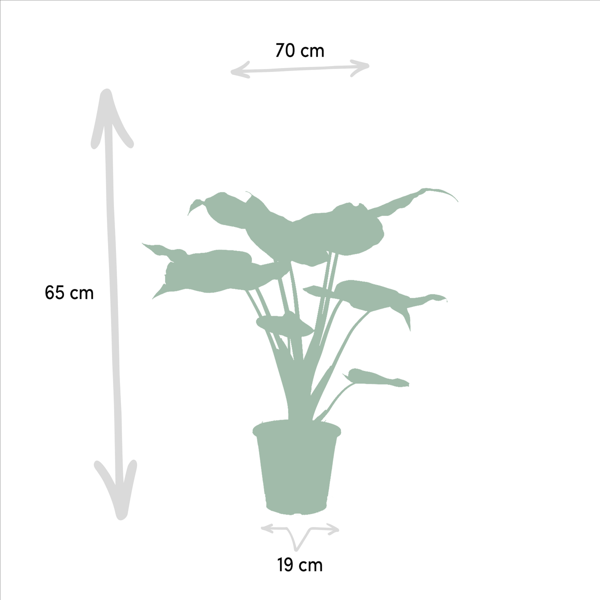 Duo Tropicale da Interno - Alocasia cucullata - Ø19cm - ↕60cm + Alocasia wentii - Ø19cm - ↕60cm