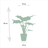 Duo Tropicale da Interno - Alocasia cucullata - Ø19cm - ↕60cm + Alocasia wentii - Ø19cm - ↕60cm