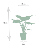 Tropical Indoor Duo - Alocasia cucullata - Ø19cm - ↕60cm + Alocasia wentii - Ø19cm - ↕60cm