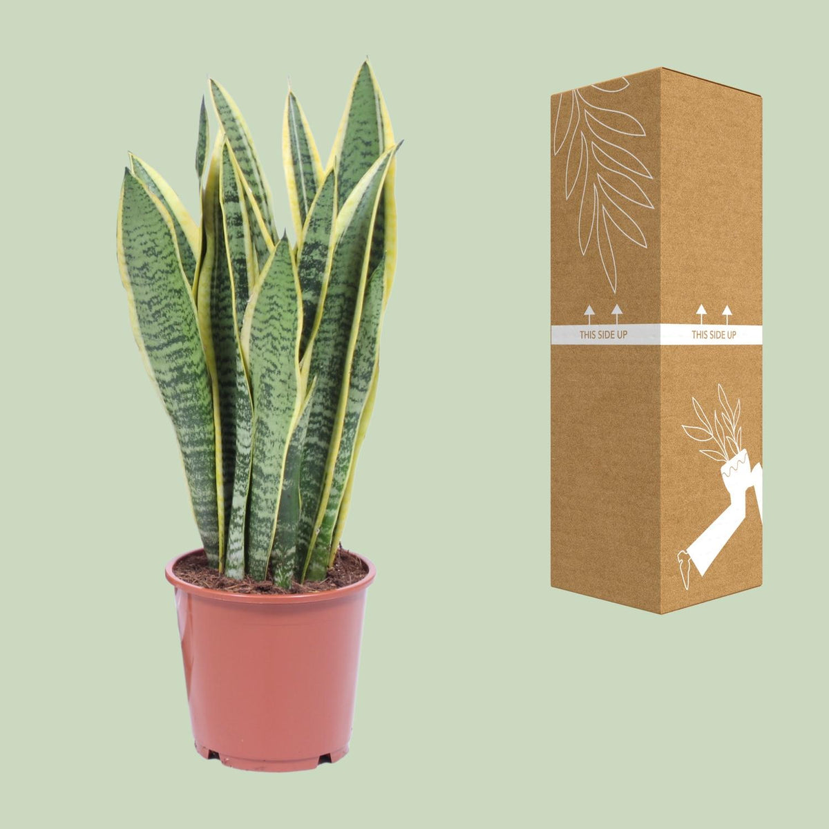 Sansevieria trifasciata 'Laurentii' (Mother-in-law’s Tongue) - Ø14cm - ↕40cm