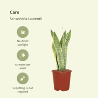 Sansevieria trifasciata 'Laurentii' (Mother-in-Law's Tongue) - 2 plants - 40cm - ø14cm