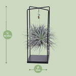 Load image into Gallery viewer, Tillandsia Mix - Ø20cm - ↕20cm
