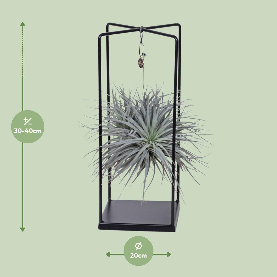 Tillandsia Mix - Ø20cm - ↕20cm