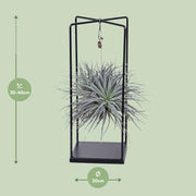 Tillandsia Mix - Ø20cm - ↕20cm