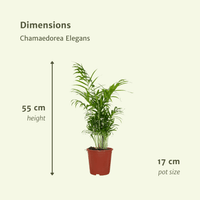 Chamaedorea elegans (Mexican Mountain Palm) - 2 plants - Ø17cm - ↕55cm