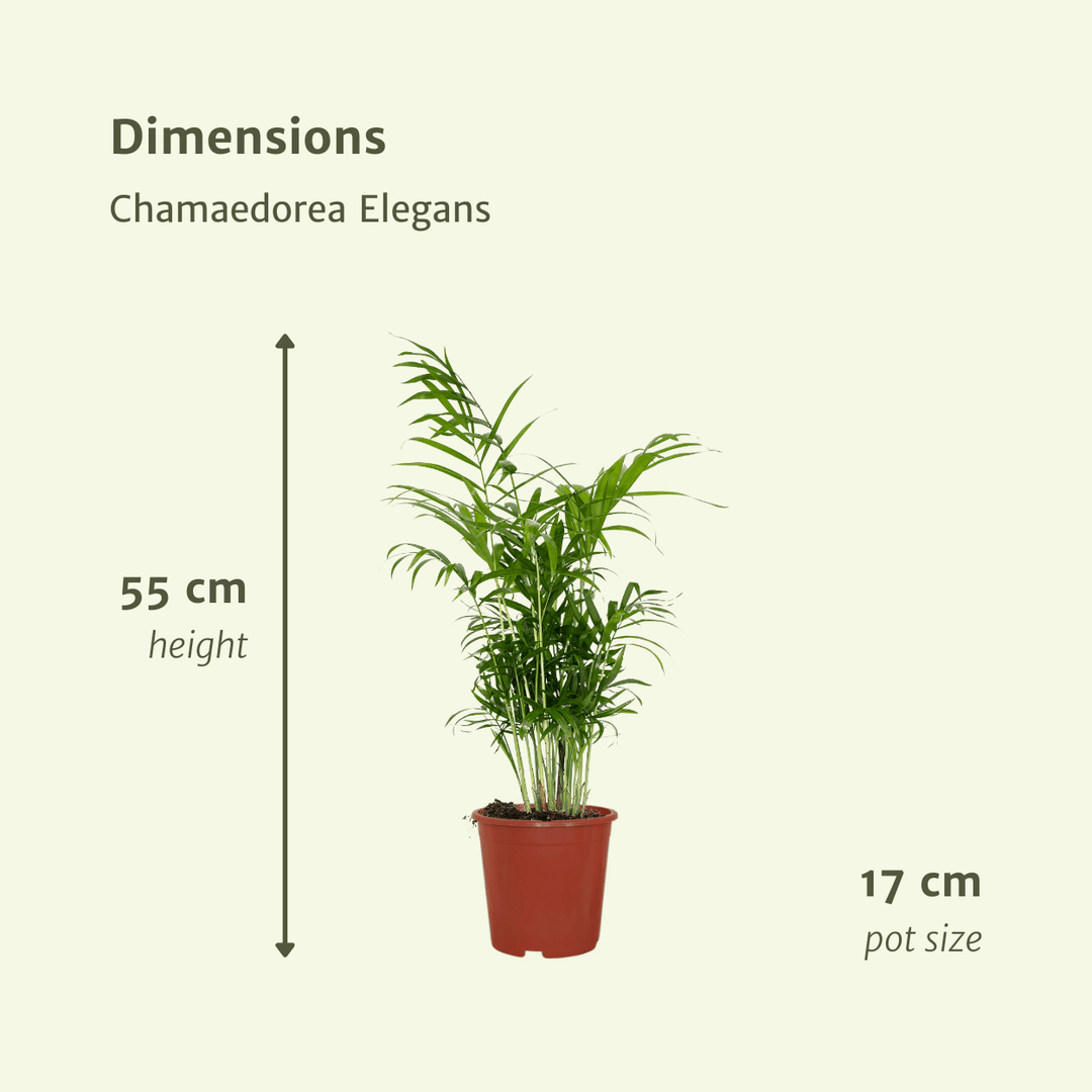 Chamaedorea elegans (Palma della Fortuna) - 2 piante - Ø17cm - ↕55cm