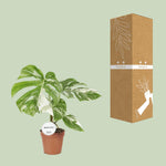 Load image into Gallery viewer, Monstera deliciosa Variegata - Ø15cm - ↕45cm