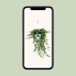 Load image into Gallery viewer, Hedera helix 'Wonder Green' - Ø24cm - ↕70cm