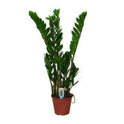 Zamioculcas zamiifolia - Ø14cm - ↕50cm