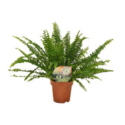 Nephrolepis exaltata 'Green Lady' - Ø12cm - ↕30cm