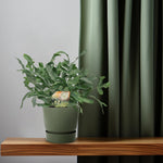 Load image into Gallery viewer, Phlebodium aureum 'Blue Star' - Ø12cm - ↕35cm