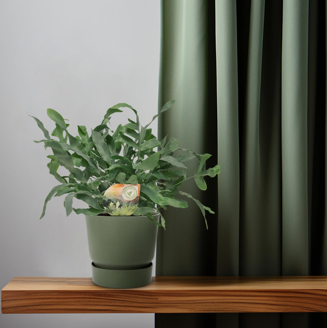 Phlebodium aureum 'Blue Star' - Ø12cm - ↕35cm