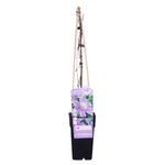 Load image into Gallery viewer, Clematis &#39;Justa&#39; - Ø15cm - ↕65cm
