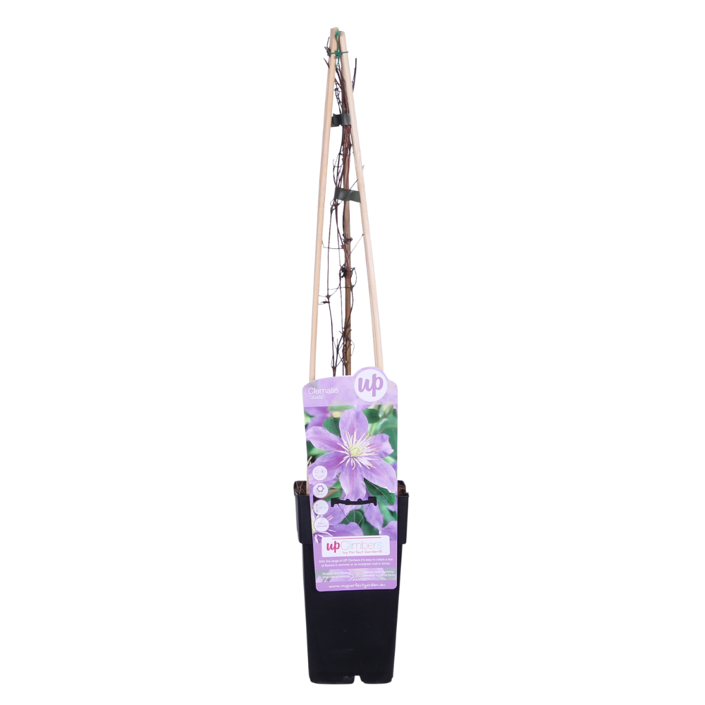 Clematis 'Justa' - Ø15cm - ↕65cm