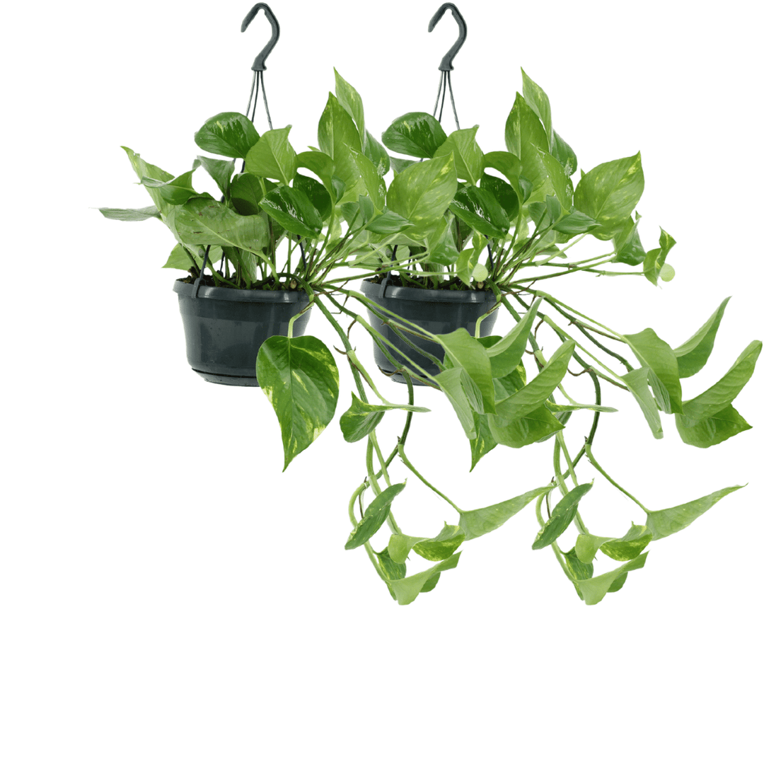 Epipremnum aureum (Scindapsus) - 2 plants - ø15 - ↕25cm