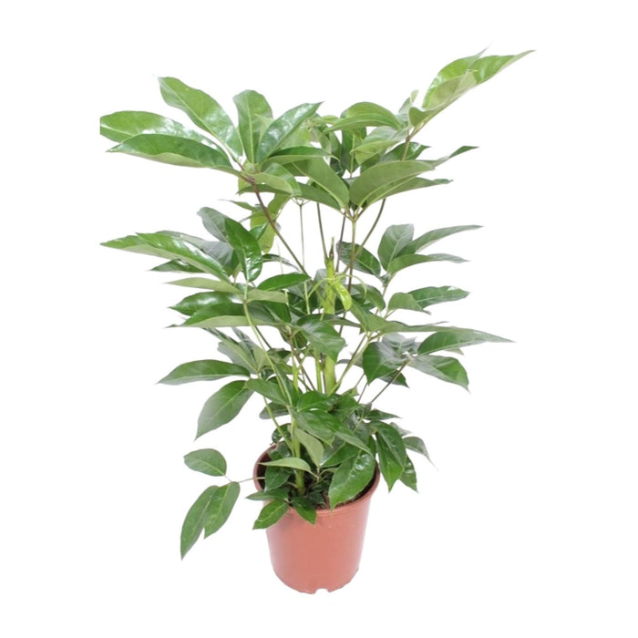 Schefflera actinophylla 'Amate' - Ø24cm - ↕100cm
