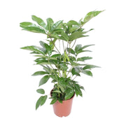 Schefflera actinophylla 'Amate' - Ø24cm - ↕100cm