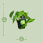 Load image into Gallery viewer, Epipremnum pinnatum &#39;HiColor&#39; (Scindapsus) - Ø12cm - ↕20cm
