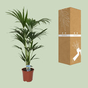 Howea forsteriana (Kentia) - Ø21cm - ↕120cm