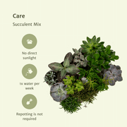 Succulent Mix - 18 plants - Ø8,5 - ↕10 cm