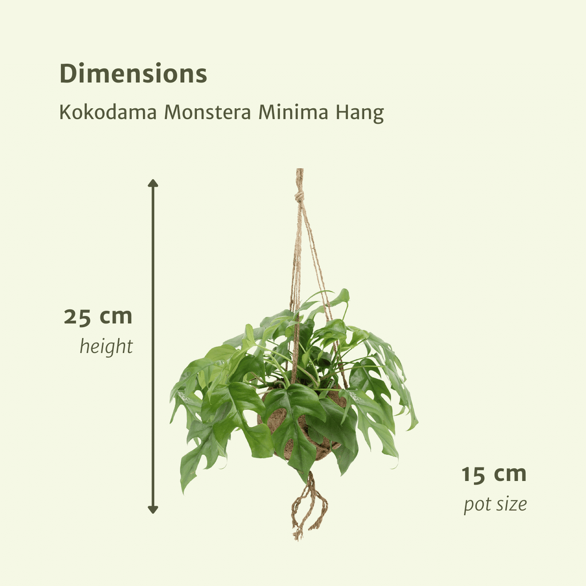 Kokedama Monstera Minima (Rhaphidophora tetrasperma) - 2 plants - Ø15cm - ↕25cm