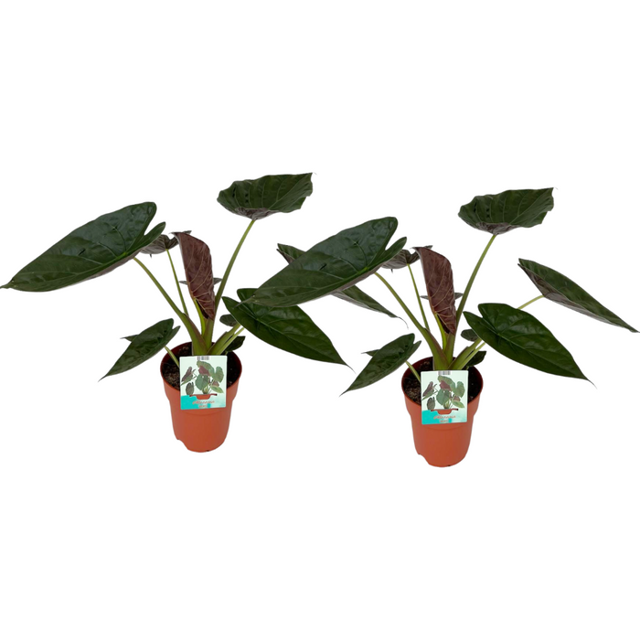 Alocasia wentii - 2 plants - Ø19cm - ↕85cm