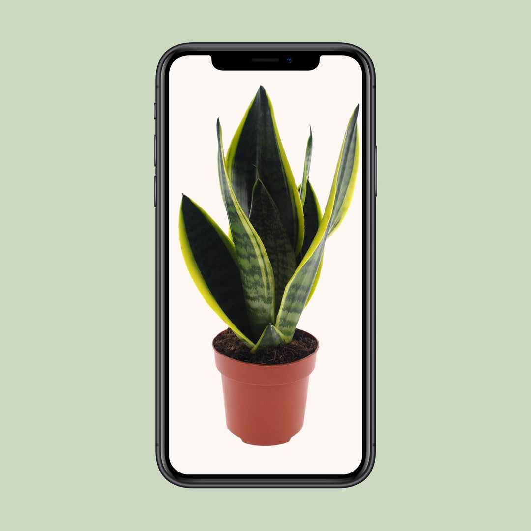 Sansevieria futura 'Superba' - Ø12cm - ↕30cm