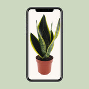 Sansevieria futura 'Superba' - Ø12cm - ↕30cm