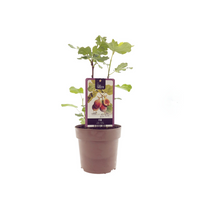 Ficus carica 'Brown Turkey' - Ø15cm - ↕40cm
