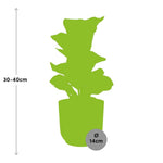 Load image into Gallery viewer, Ficus Lyrata ‘Bambino’ in ELHO Vibes Fold Pot, Pink, Ø14cm ↕35cm