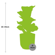 Ficus Lyrata ‘Bambino’ in ELHO Vibes Fold Pot, Pink, Ø14cm ↕35cm