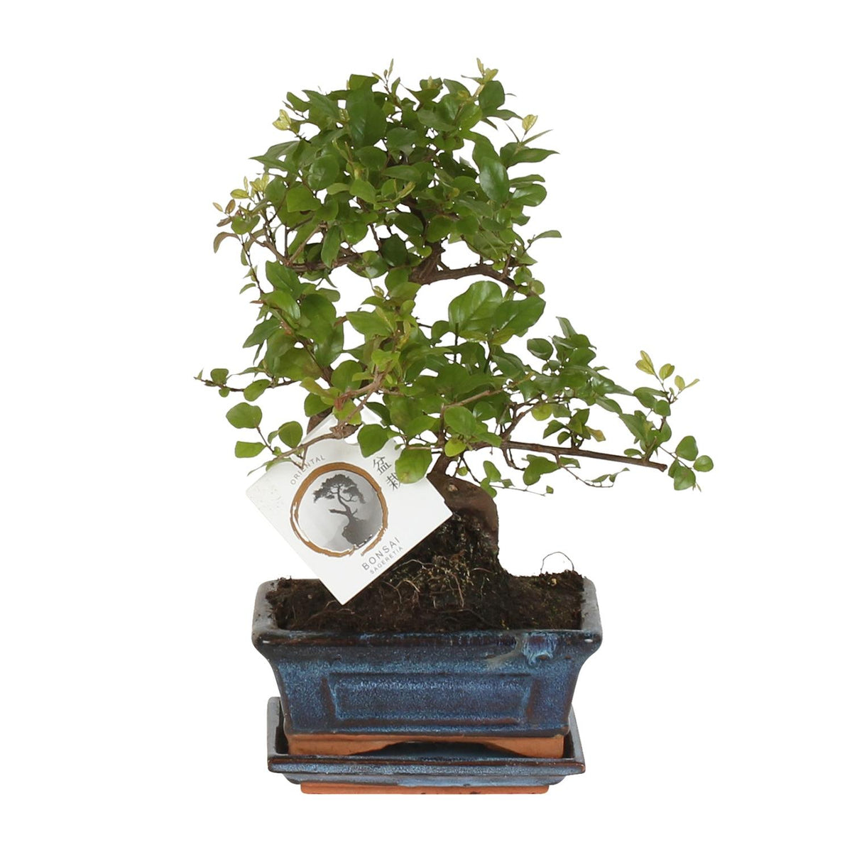 Bonsai 'Sageretia' - Ø15cm - ↕15cm