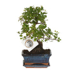 Load image into Gallery viewer, Bonsai &#39;Sageretia&#39; S-shape - Ø15cm - ↕15cm
