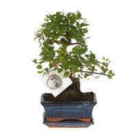 Bonsai 'Sageretia' - Ø15cm - ↕15cm