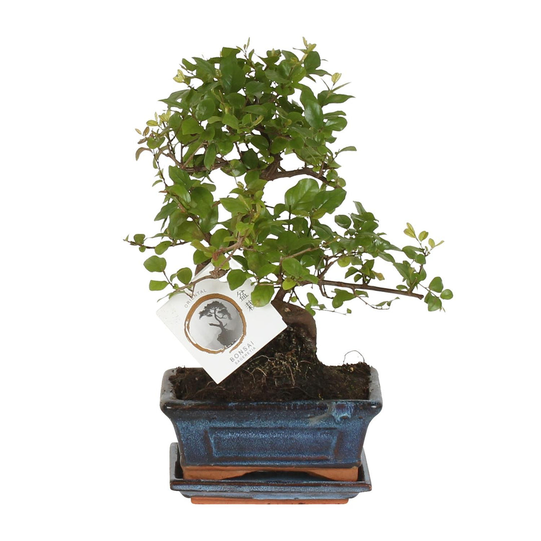 Bonsai 'Sageretia' S-shape - Ø15cm - ↕15cm