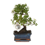 Bonsai 'Sageretia' S-shape - Ø15cm - ↕15cm